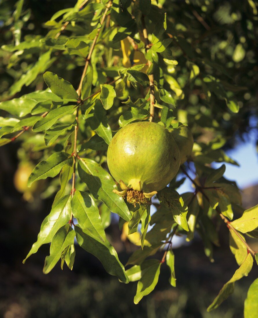 Green pomegranate on the tree