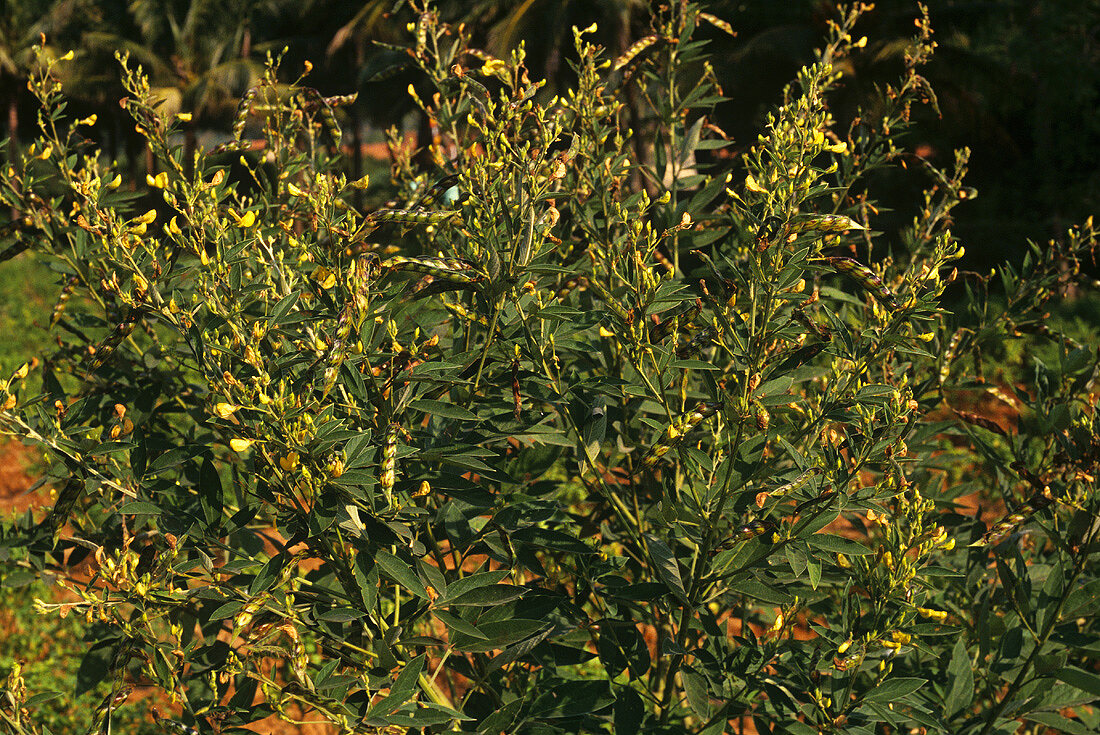 Pigeon pea (Cajanus Cajan L.)