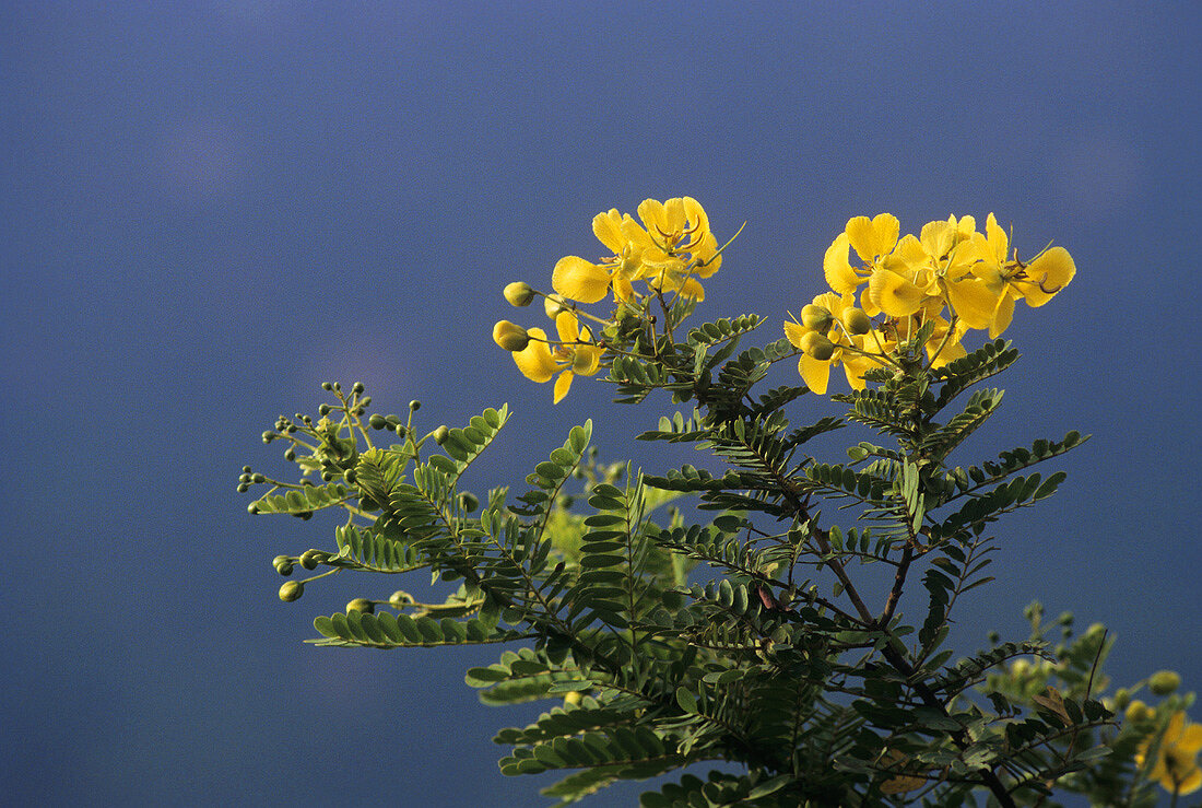Avaram senna (Senna, Henna neutral, Cassia auriculata L.)