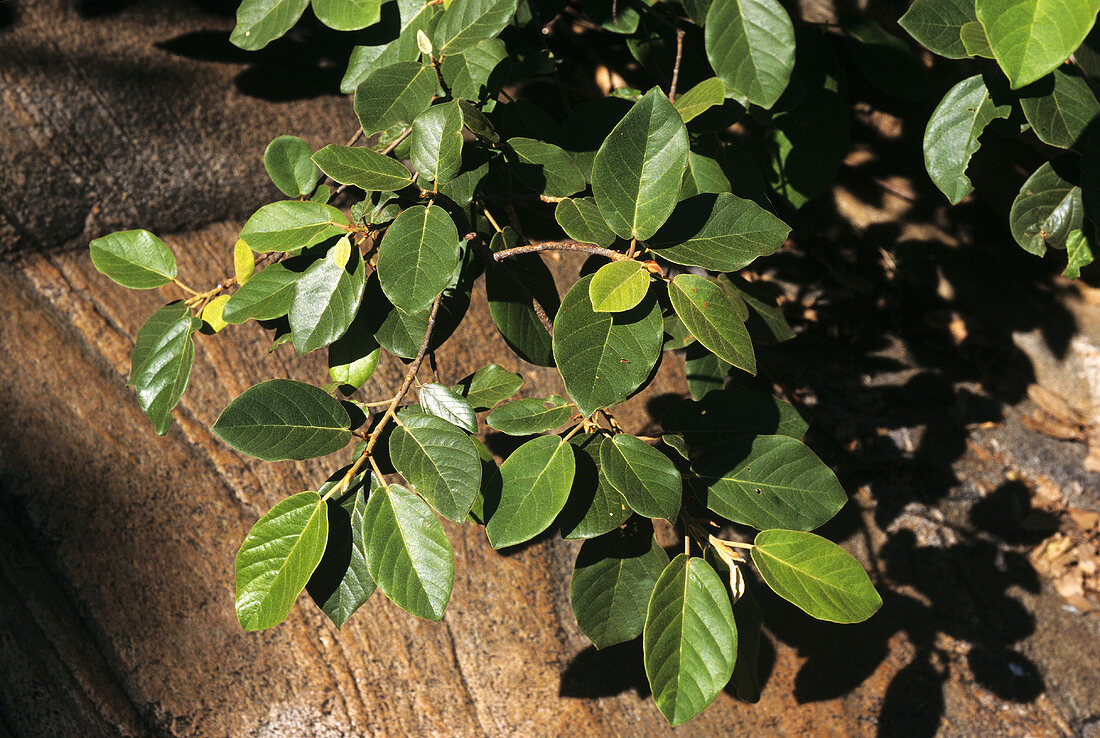 Branches of the cluster fig (Ficus racemosa Linn.)