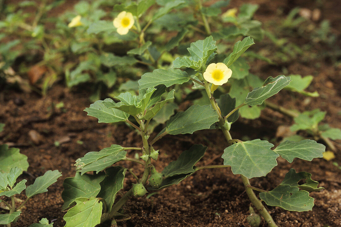 Burra Gookeroo (Indian medicinal plant, Pedalium murex)