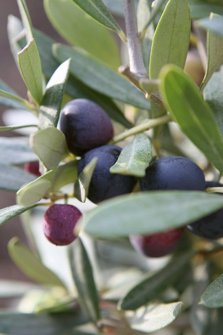 Olives on branch