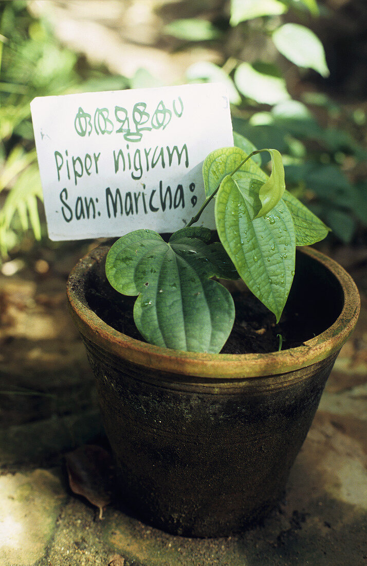 Black pepper (Piper nigrum) in a pot