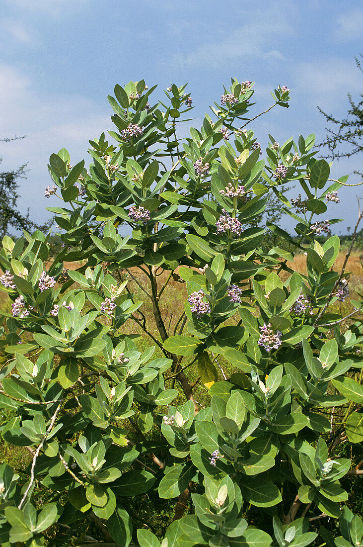 Medicinal plant: madar (Calotropis gigantea, crown flower)