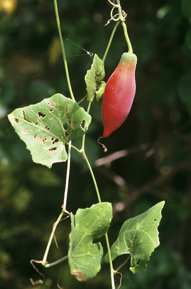 Coccinia grandis (Tindora); essbare Ranken aus Südostasien