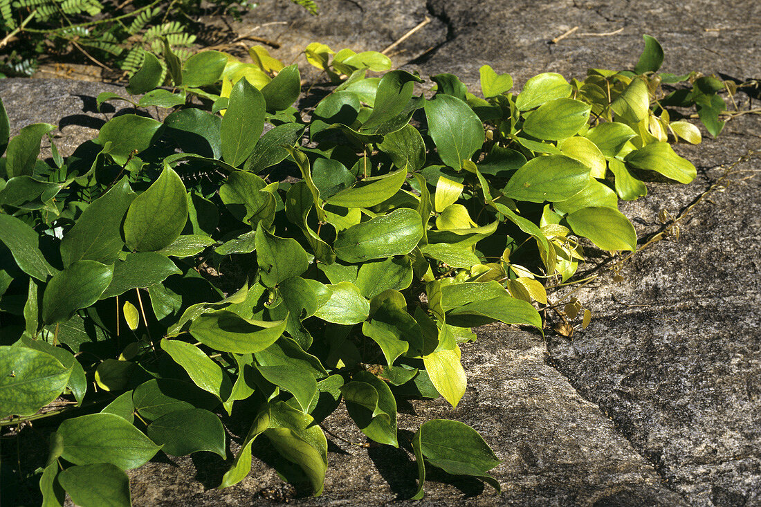Heilpflanze: Afrikanische Juckbohne (Mucana pruriens)