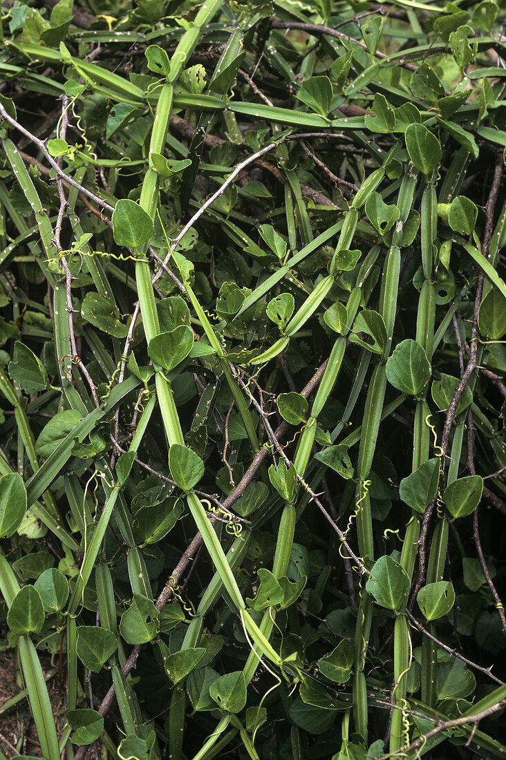 Cissus quadrangularis (Asthisamharaka), medicinal plant