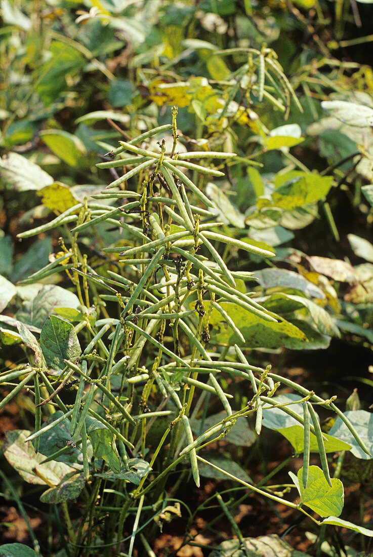 Mungobohnenpflanze (Vigna radiata) auf einem Feld in Indien