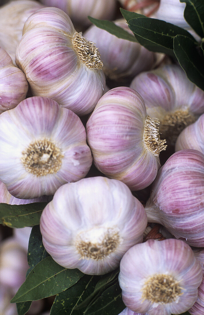 Fresh garlic bulbs (close-up)