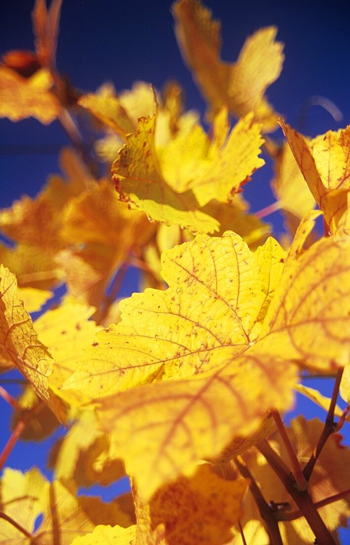 Autumn vine leaves