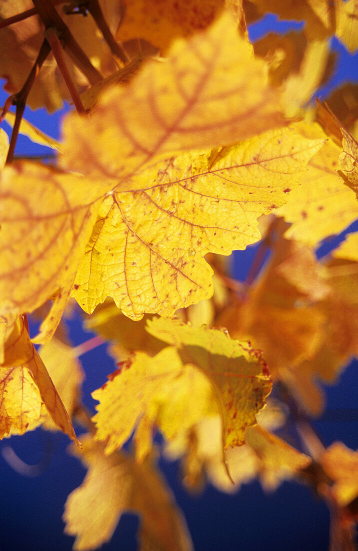 Autumn leaves, Germany