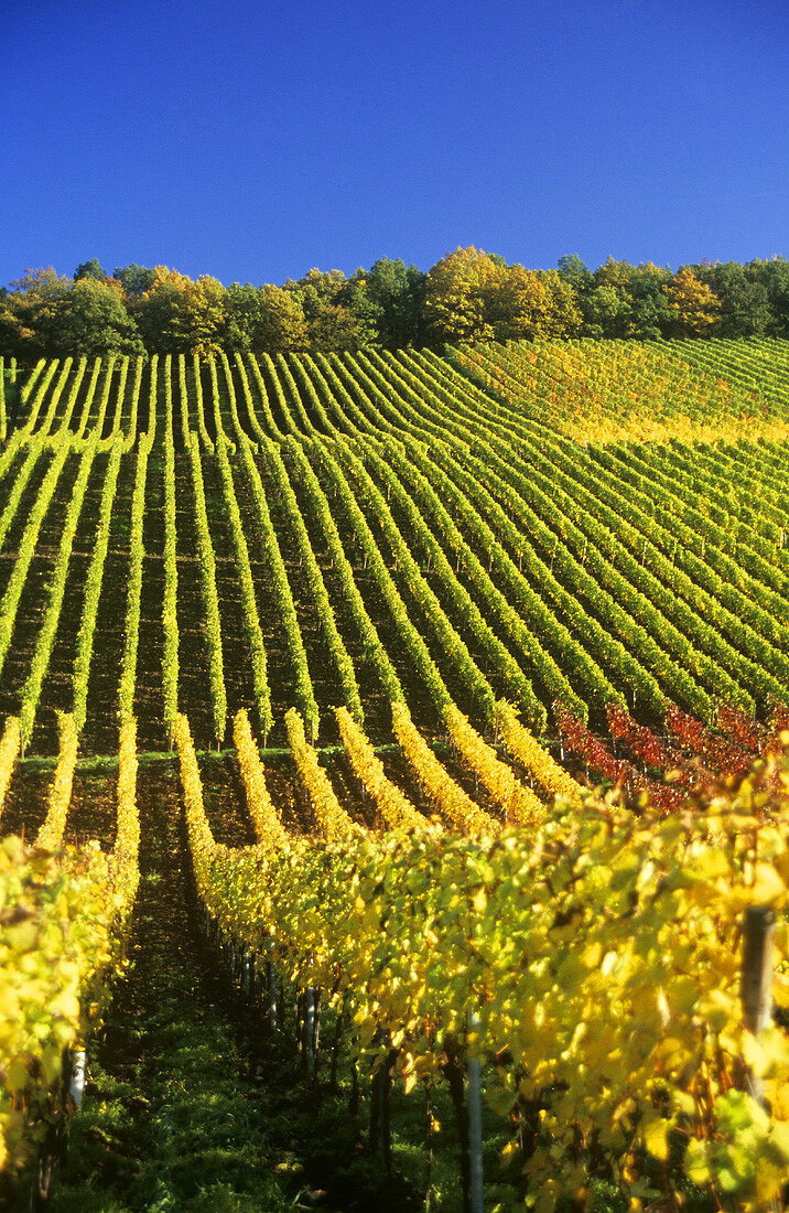 Herbstlicher Weinberg, Deutschland