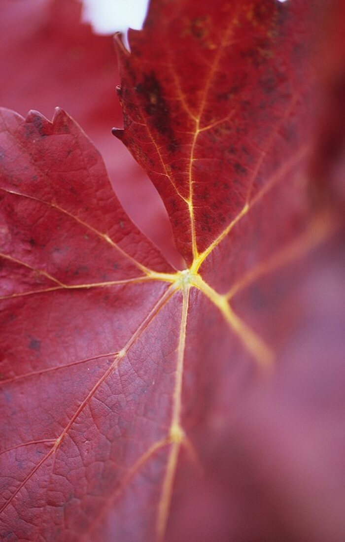 A vine leaf (close-up)