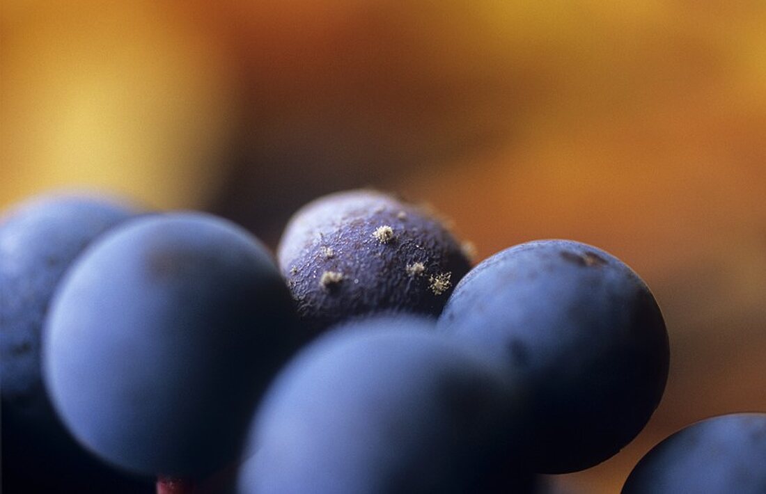 Botrytis auf Rotweintrauben