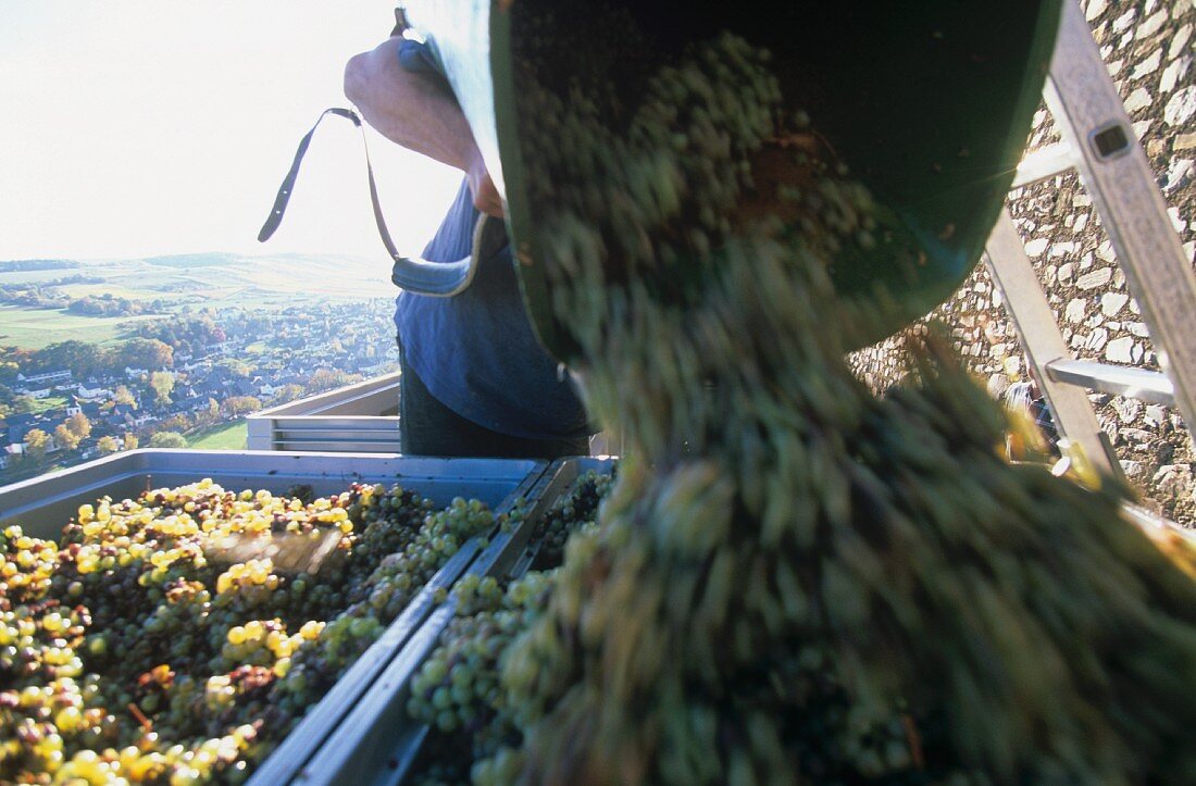 Grape-picker emptying basket of white wine grapes, Mosel