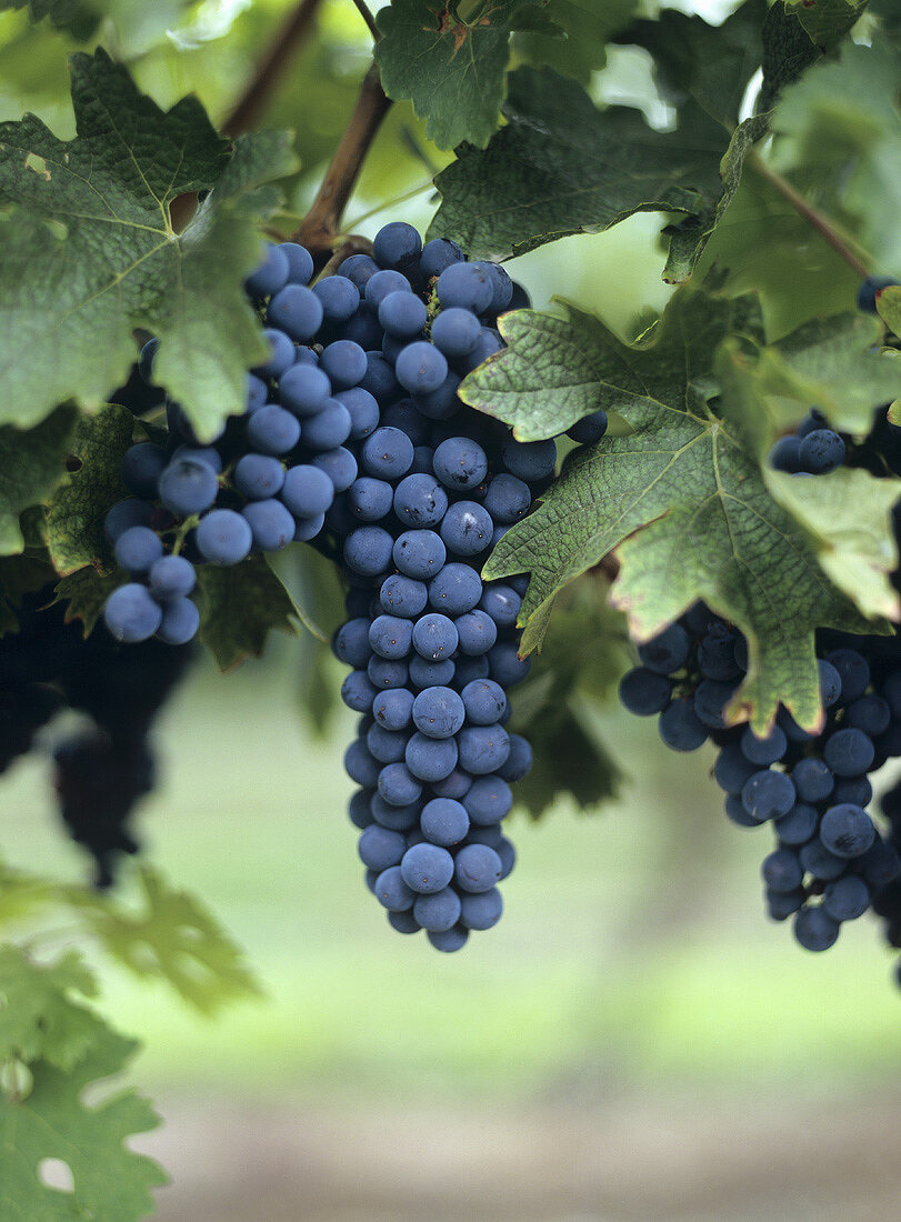 Black grapes on the vine