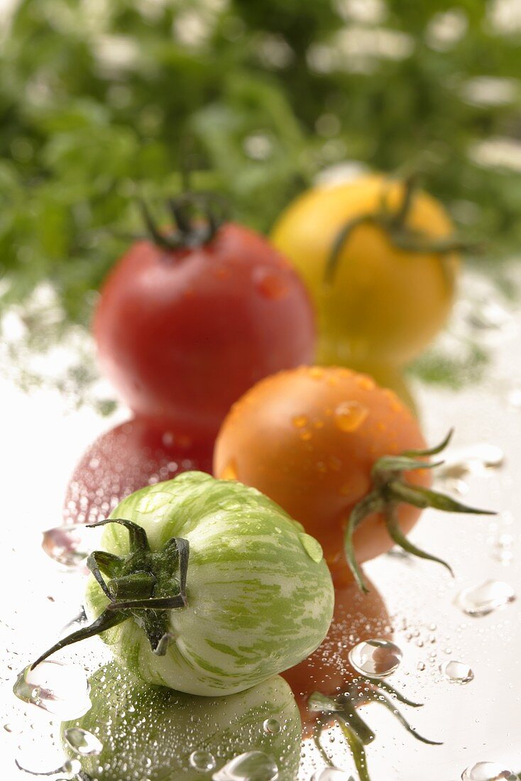 Green, orange, red and yellow tomatoes