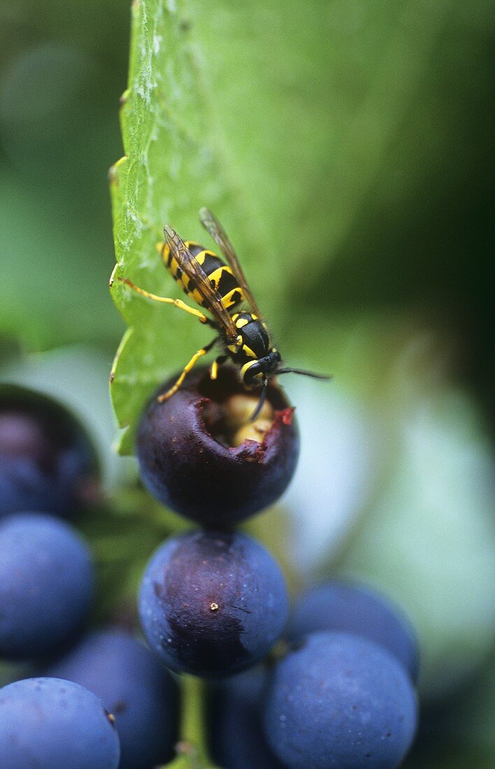 Wasp eating a red wine grape