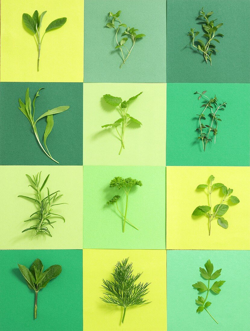Twelve different fresh herbs
