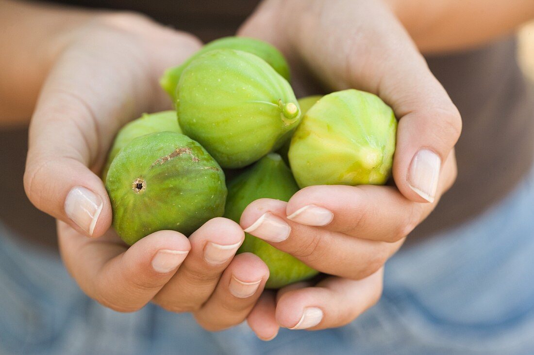 Hands holding fresh green figs