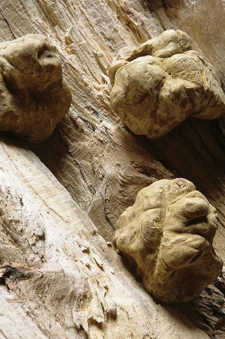 White truffles on wooden background