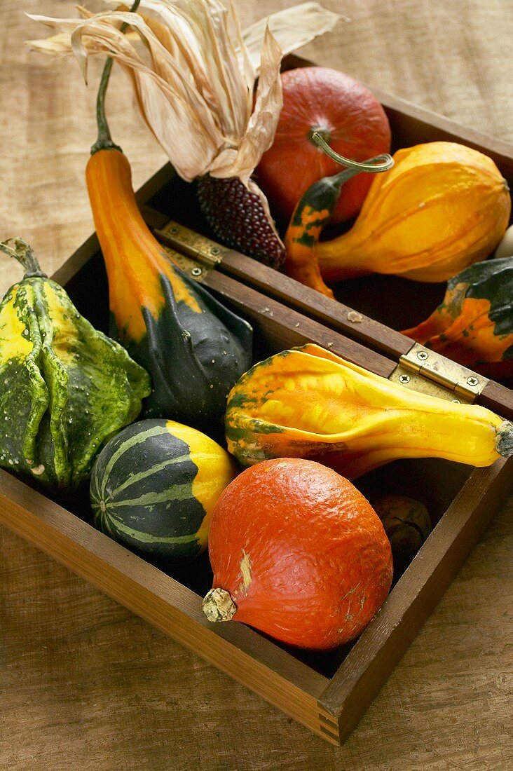 Edible squashes and ornamental gourds in a wooden box