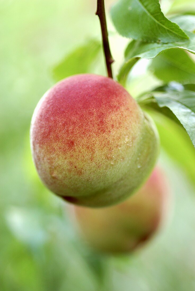 Ein Pfirsich am Baum