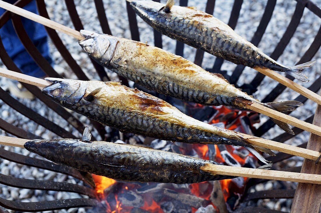 Four skewered mackerel over charcoal