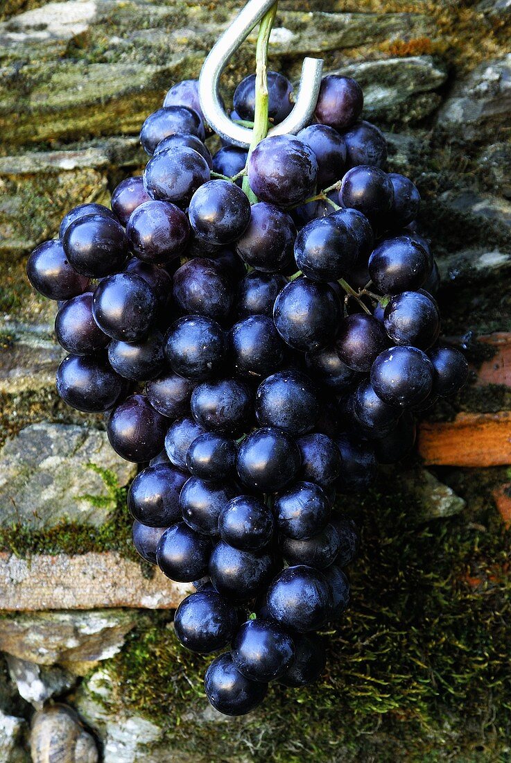 Blaue Weintrauben an einem Haken