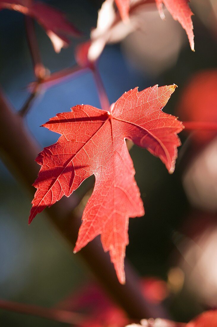 Rotes Ahornblatt