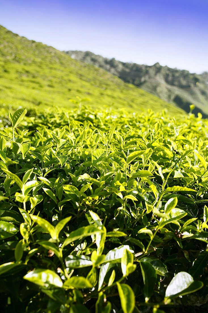 Tea plantation (Cameron Highlands, Malaysia)