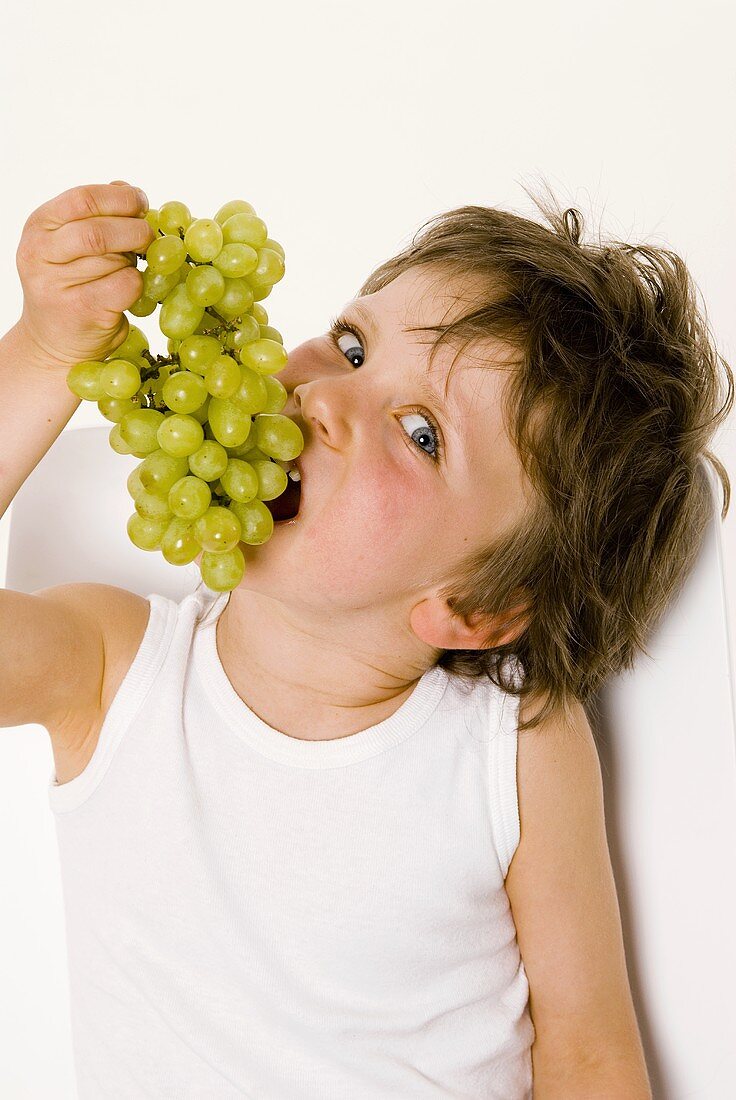 Small boy eating a bunch of grapes