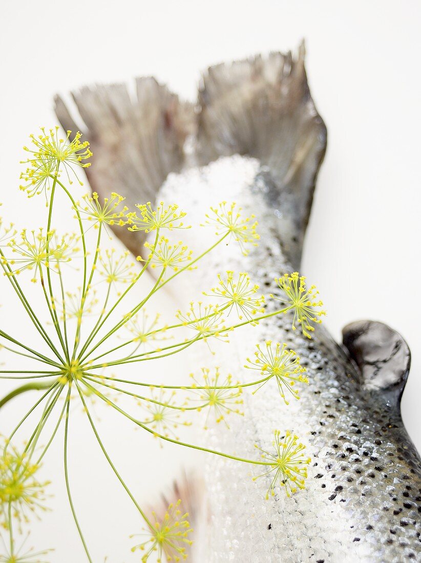 Dill flower with salmon tail
