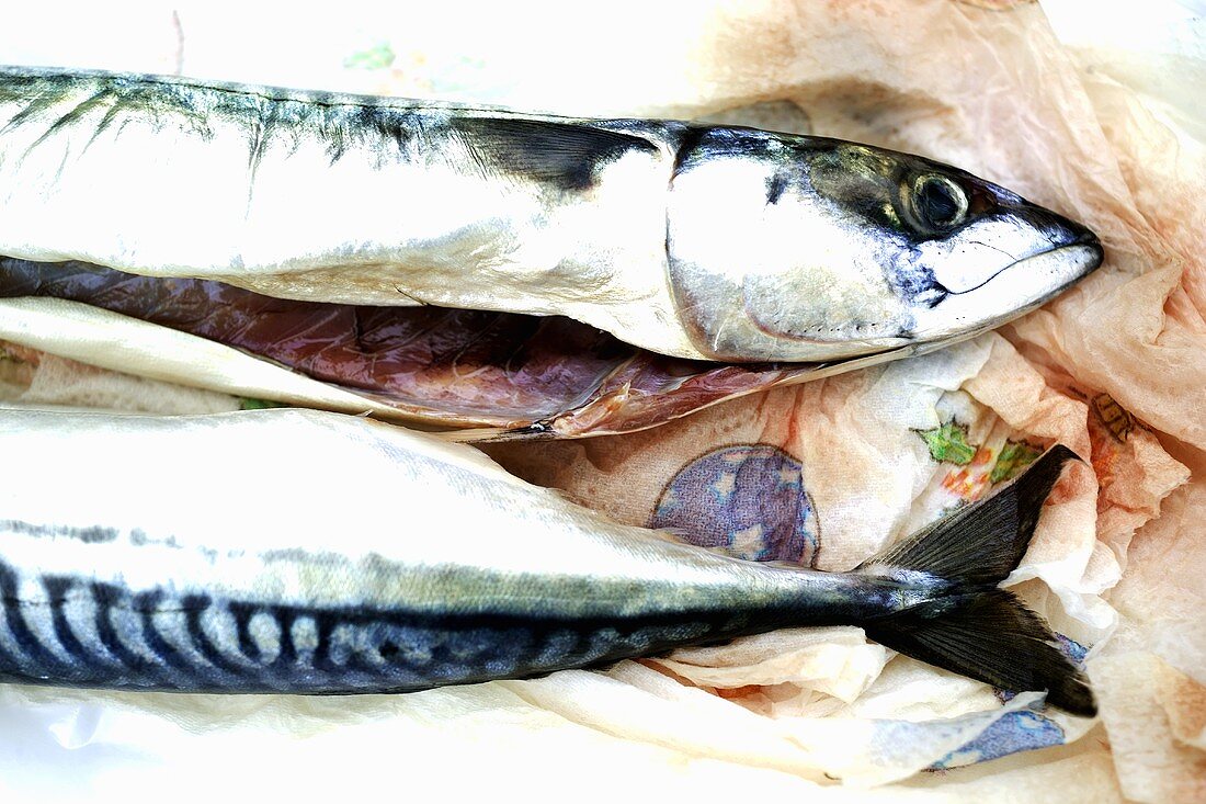 Two mackerel