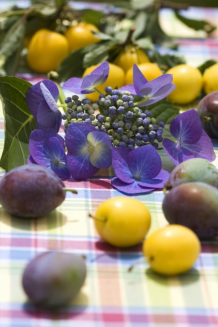 Hortensienblüten umgeben von Zwetschgen und Mirabellen