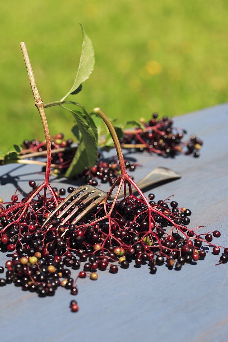Elderberries with fork to strip them from their stalks on table