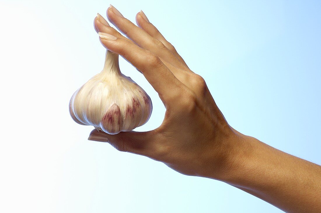 Frauenhand hält eine Knoblauchknolle