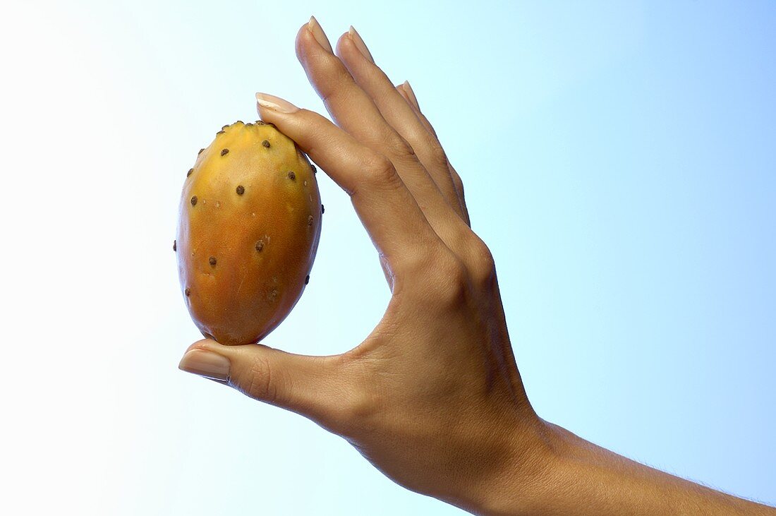 Woman's hand holding a prickly pear