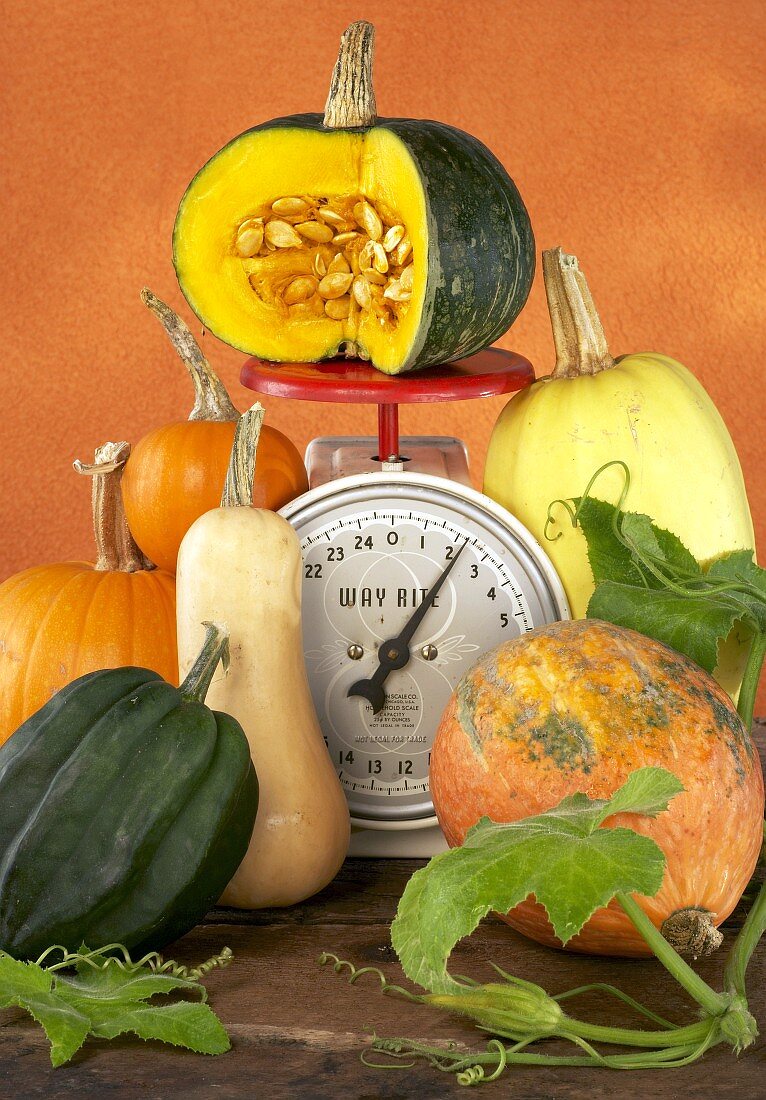Various pumpkins and squashes with kitchen scales