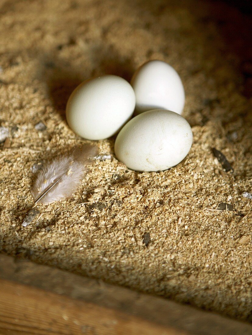 Drei frisch gelegte Eier im Hühnerstall