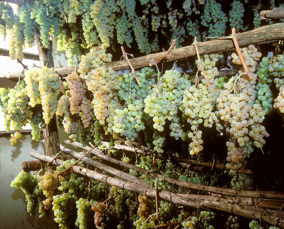 Trocknen von Weißweintrauben für den toskanischen Vin Santo