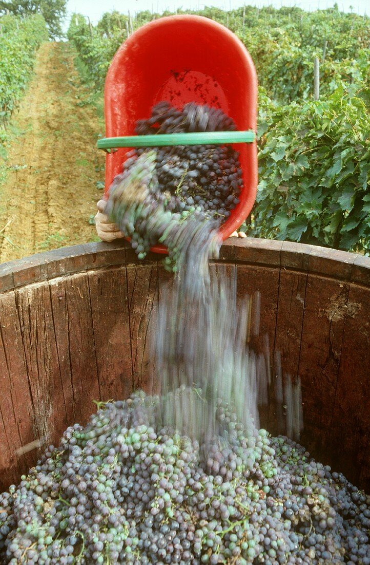 Tipping Sangiovese grapes into a vat