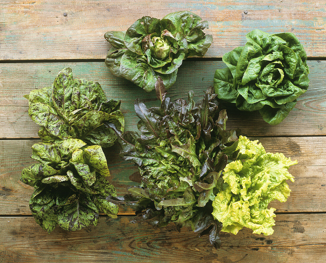 Several different lettuces on wooden background