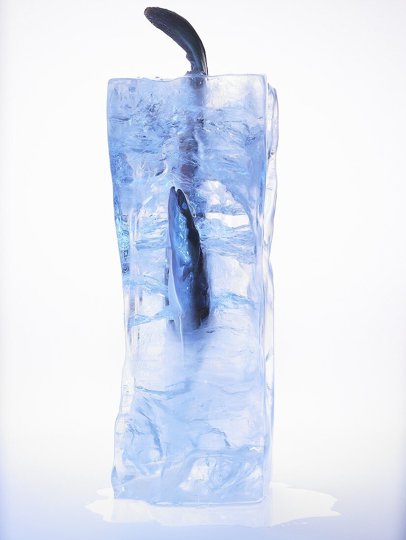 Ein gefrorener Aal in einem Eisblock