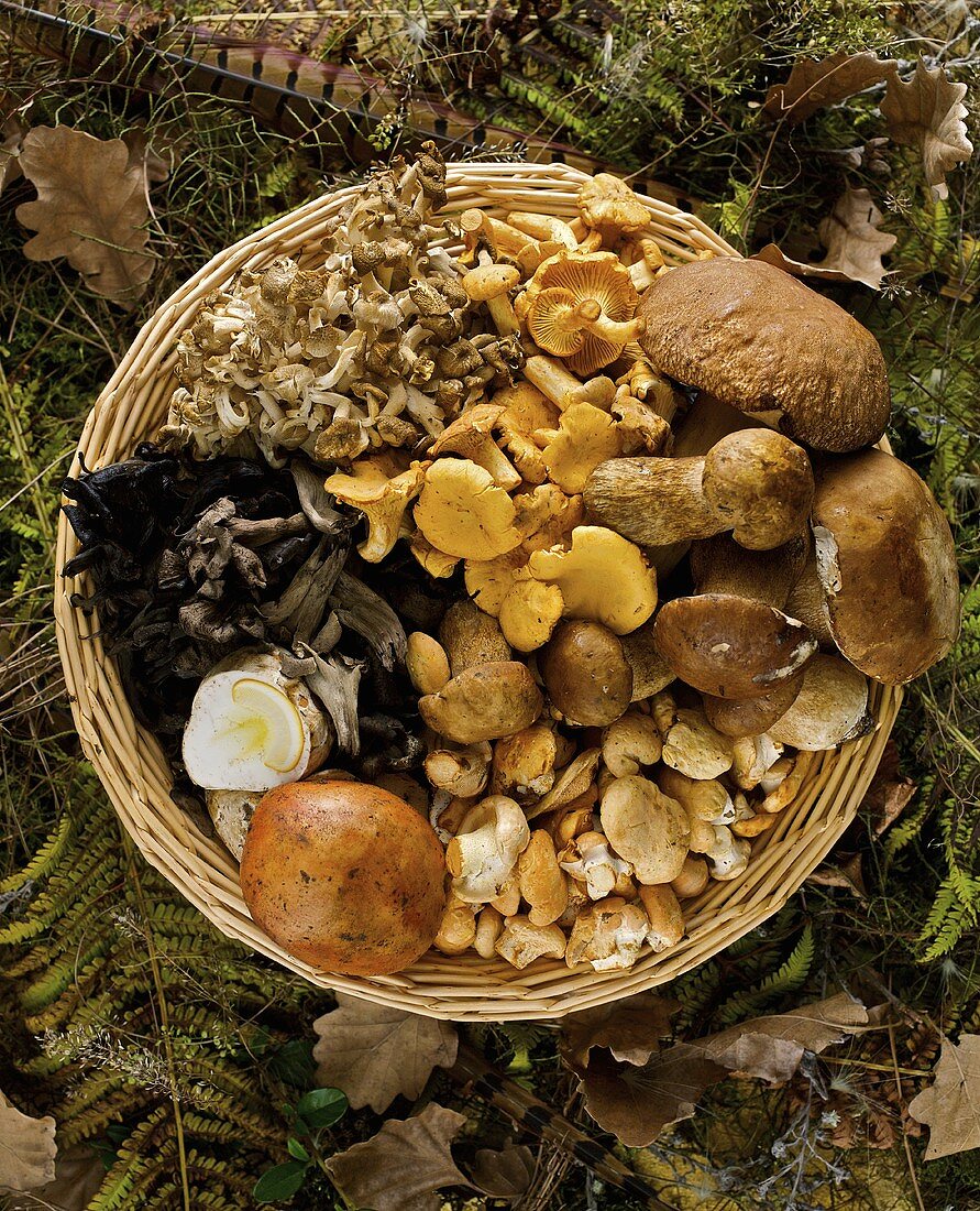 Assorted mushrooms in a wicker basket on the forest floor