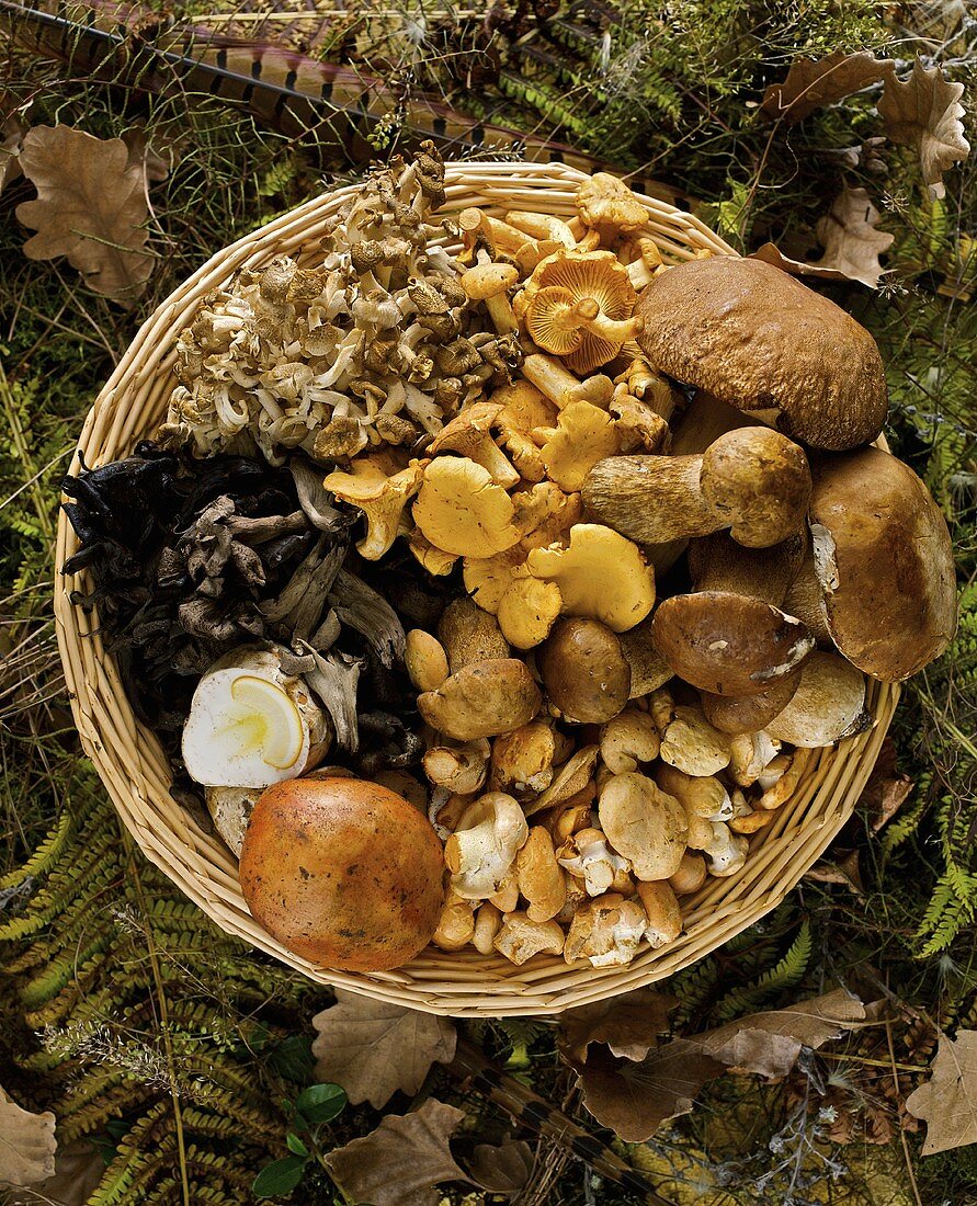 Flechtkorb mit verschiedenen Pilzen auf dem Waldboden