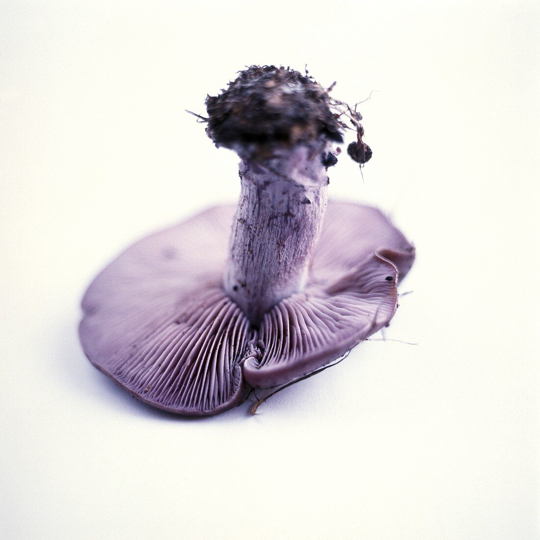 A Mushroom, Upside-down