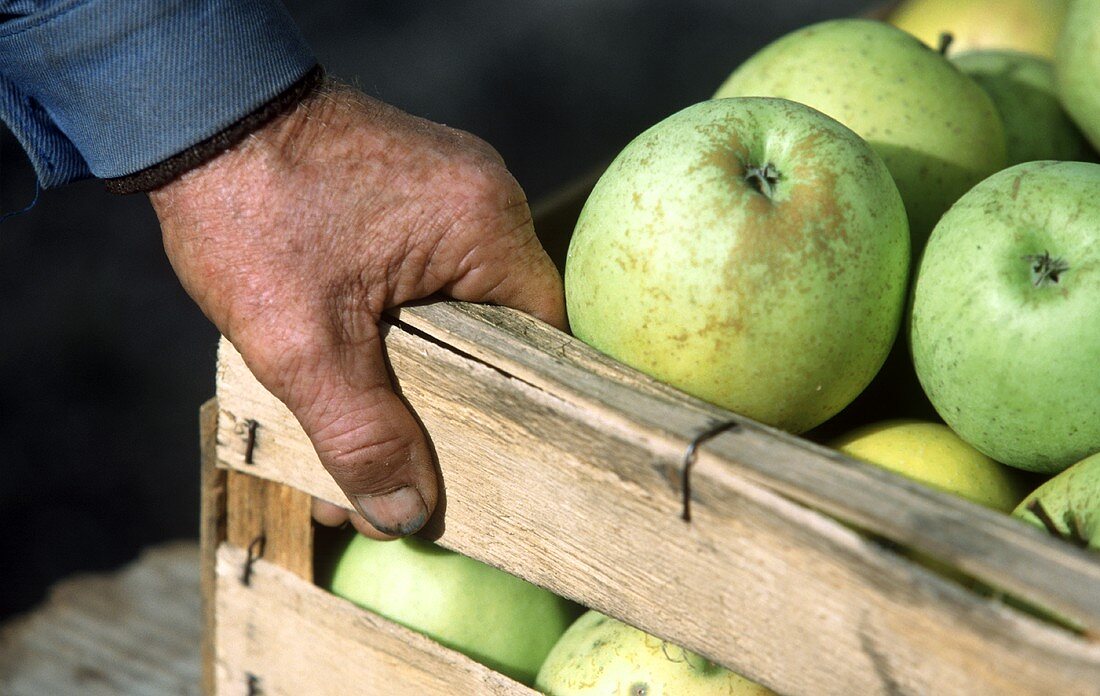 Hand an einer Steige voll Äpfel (aus der Gascogne)