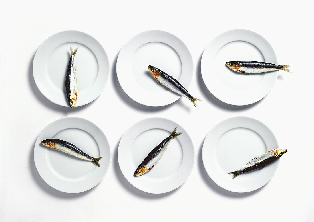 Sechs Sardinen auf weißen Tellern