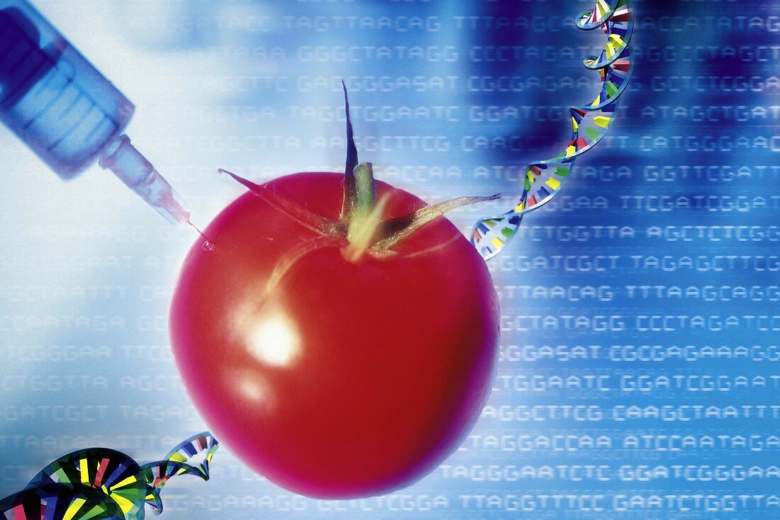 Genetische Veränderungen bei Tomaten